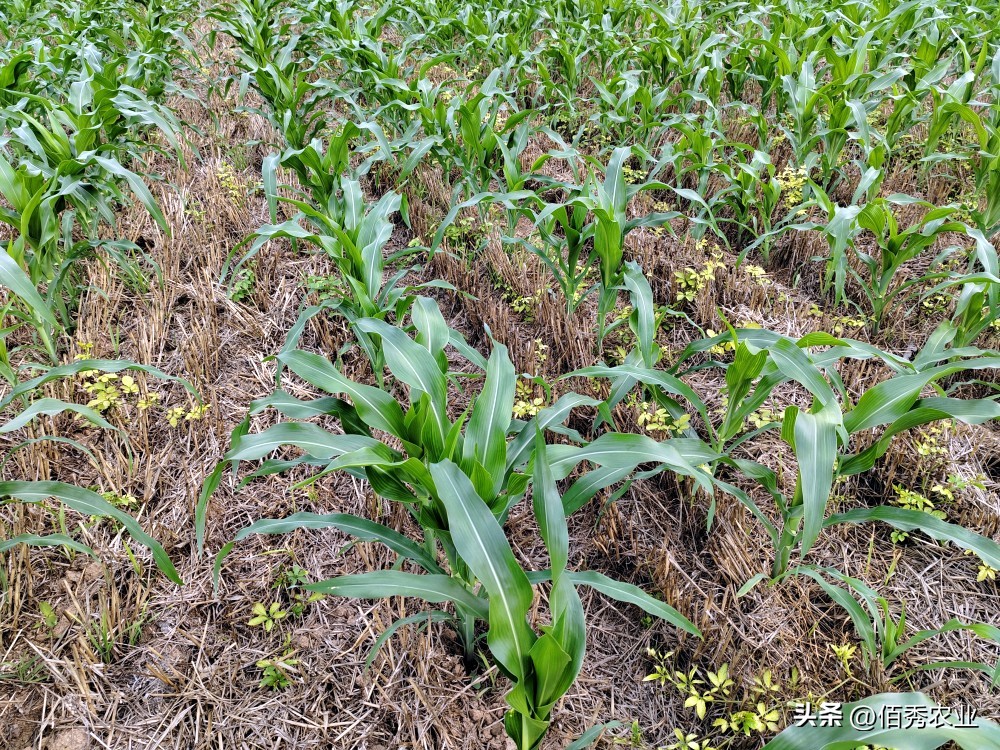 玉米田杂草一次除不净怎么办,玉米除草为什么草不死