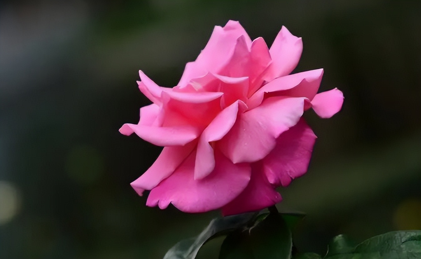 没有谁的生活不平淡,没有谁的生活不需要努力的