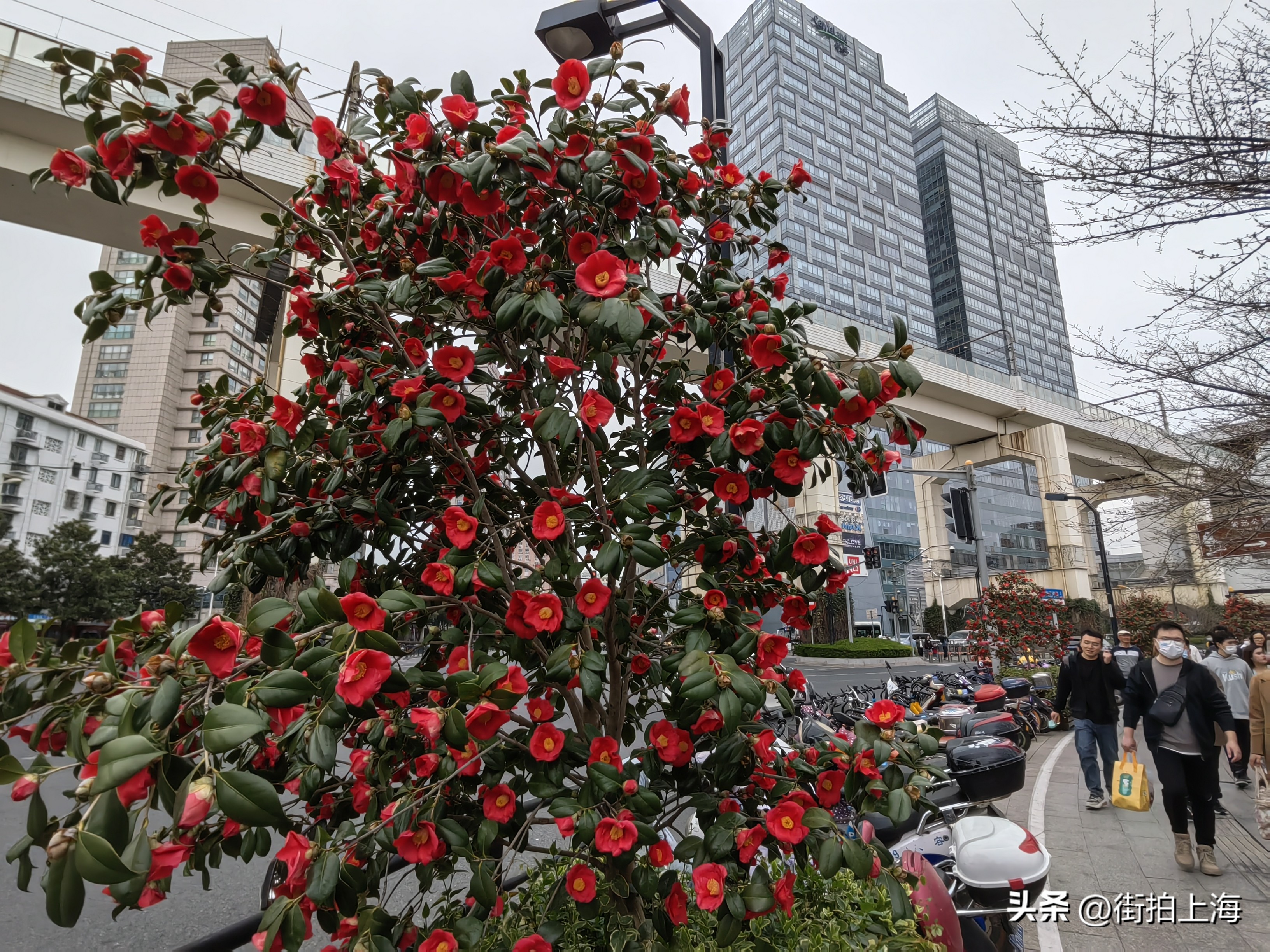 茶花绽放喜迎春,茶花争芳斗艳喜迎春