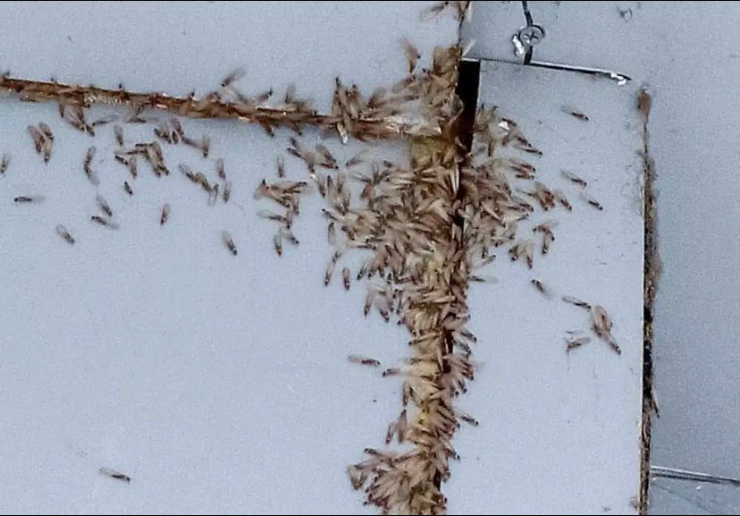 防治白蚁找政府哪个部门,白蚁吃蔬菜根部怎么防治