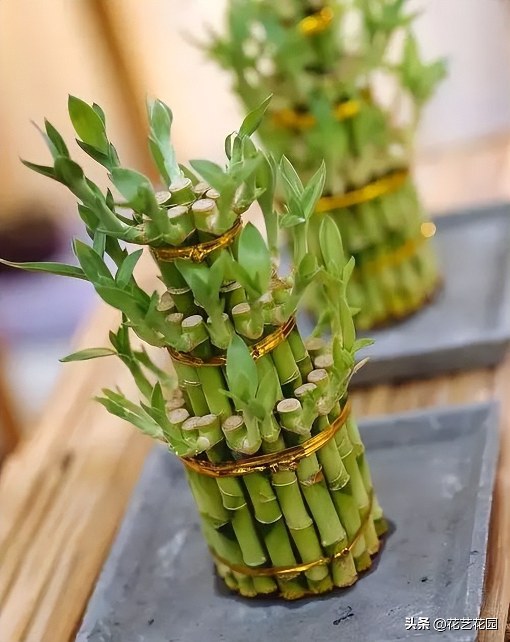 属猪家里养几根富贵竹招财,富贵竹客厅里面放几根招财