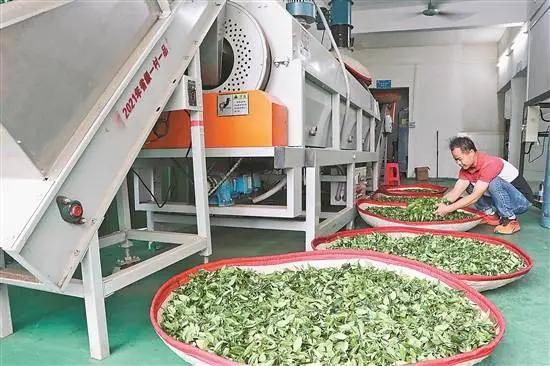 惠州茶园绿意浓,惠州的万亩茶园