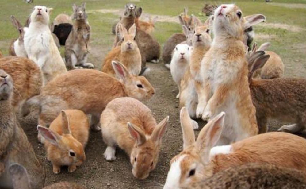 高原鼠兔是易危还是濒危,高原鼠兔到底有多可怕