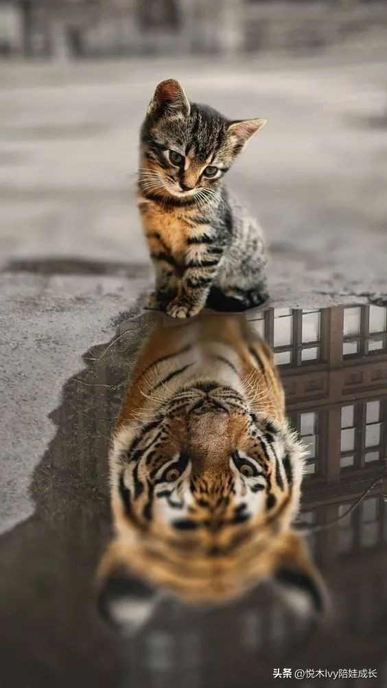 孩子摆摊妈妈拜托路人买原视频,孩子摆摊妈妈让路人假买原视频