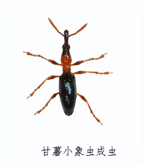 红薯病虫害土法治理,红薯早期病虫害