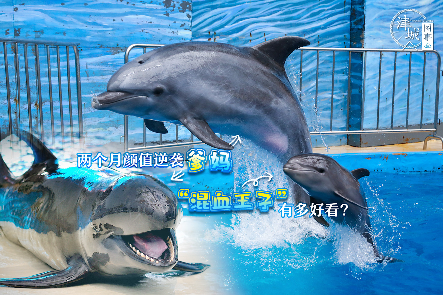 「津城图事」两个月颜值逆袭爹妈，天津这位“混血王子”可真好看