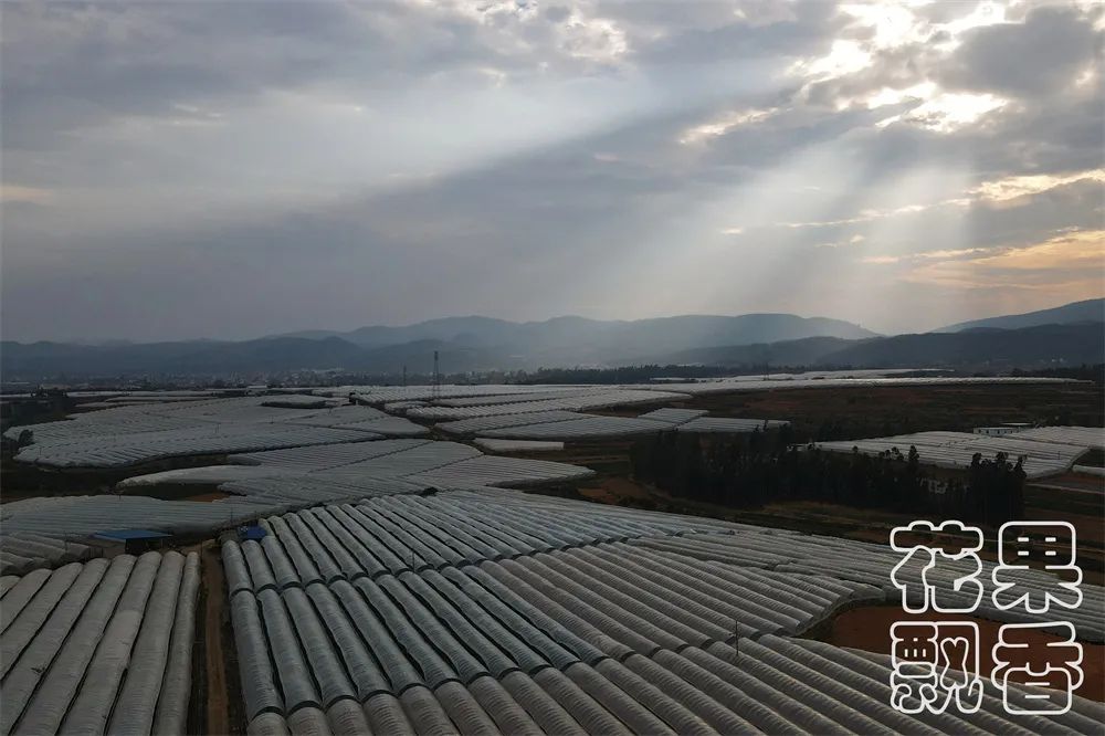 云南阳光玫瑰上市多少钱一斤呢,云南阳光玫瑰多少钱一公斤