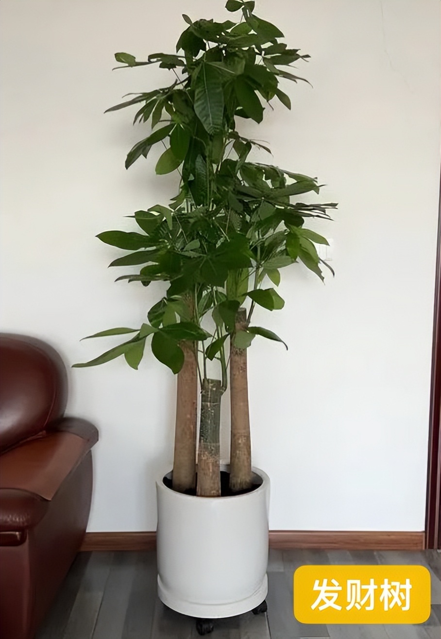 哪种绿植寓意好又好养活,室内寓意较好的好养的大型绿植