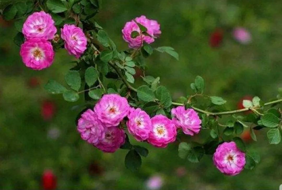 月季玫瑰蔷薇三姐妹的区别,月季蔷薇和玫瑰哪个更好看