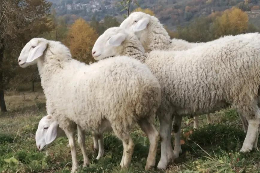 今日河北羊价涨跌表,今天羊行情涨跌表