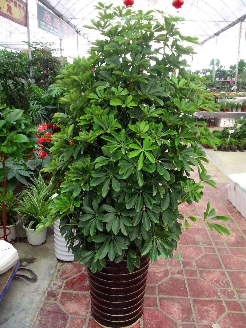 18种净化空气适宜家中养殖的花,能净化空气的家养花