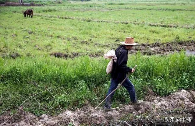 打蛇没打死会报复吗,经常打蛇会被蛇报复吗