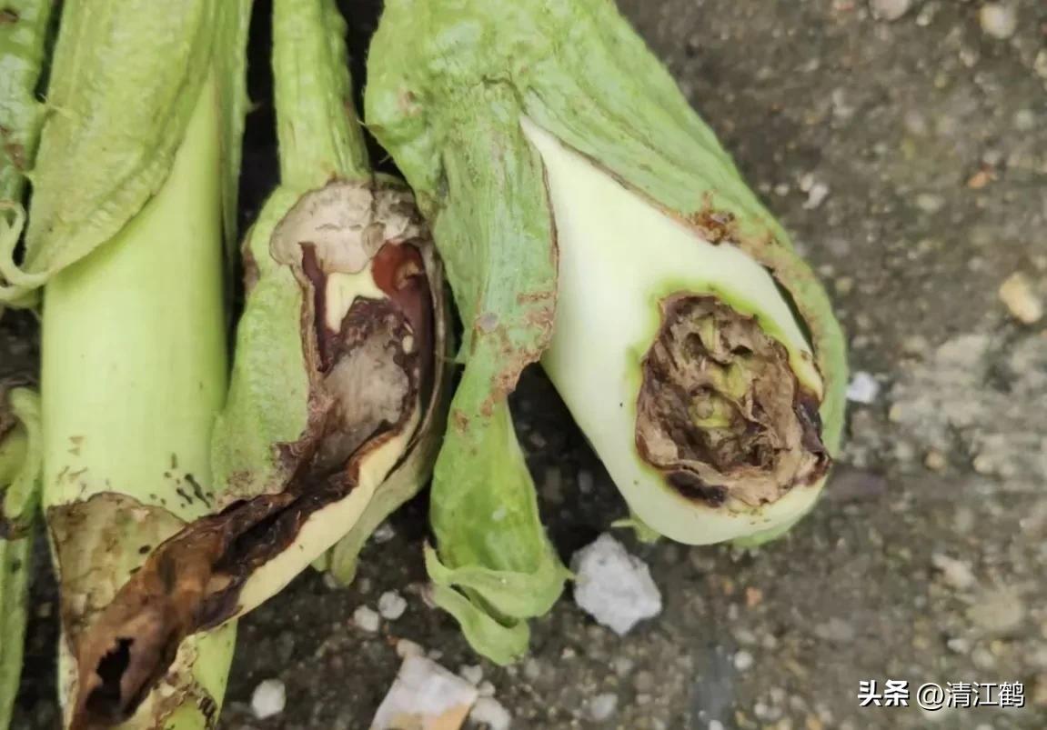 茄子买什么样的好,茄子到底能不能买