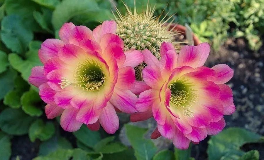 200种·仙人球开花图鉴，大开眼界，美到爆