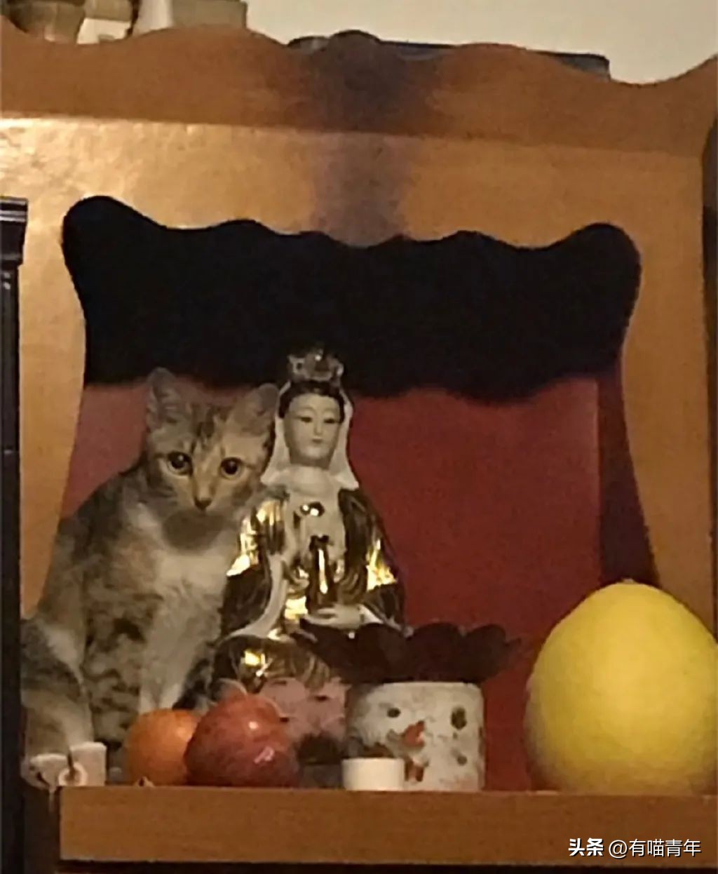 猫拉粑粑拉不出来不吃东西,猫老是叫还到处拉尿怎么办