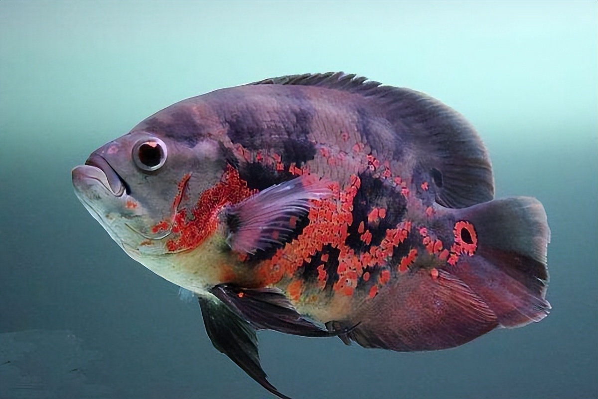 地图鱼好养吗爱生病吗,地图鱼生病的症状