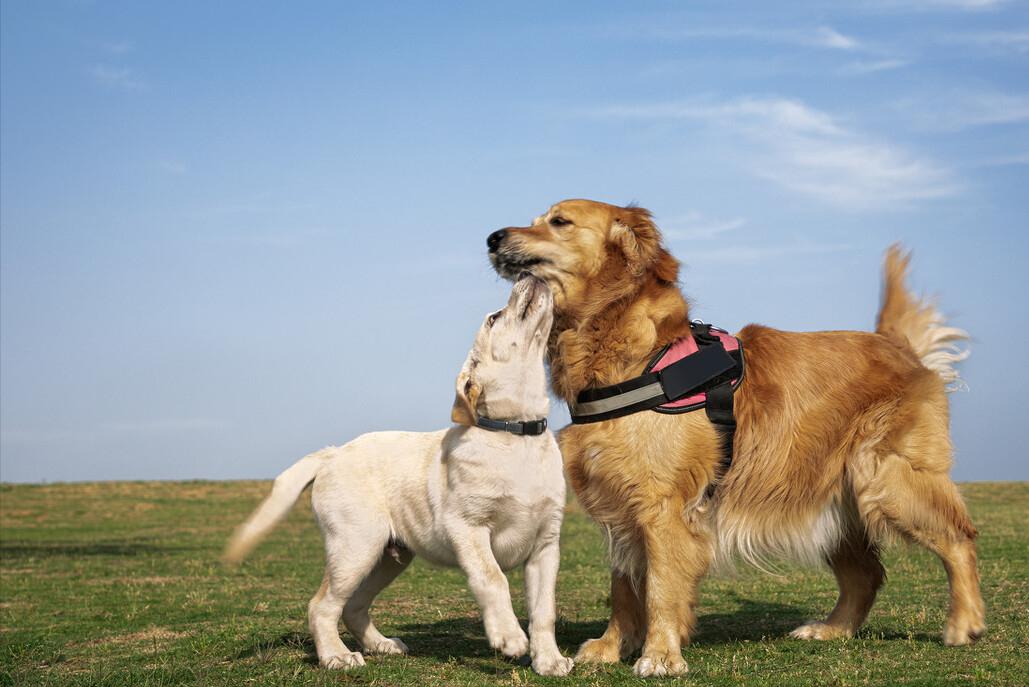 狗狗常见的交配方式，你好奇吗？