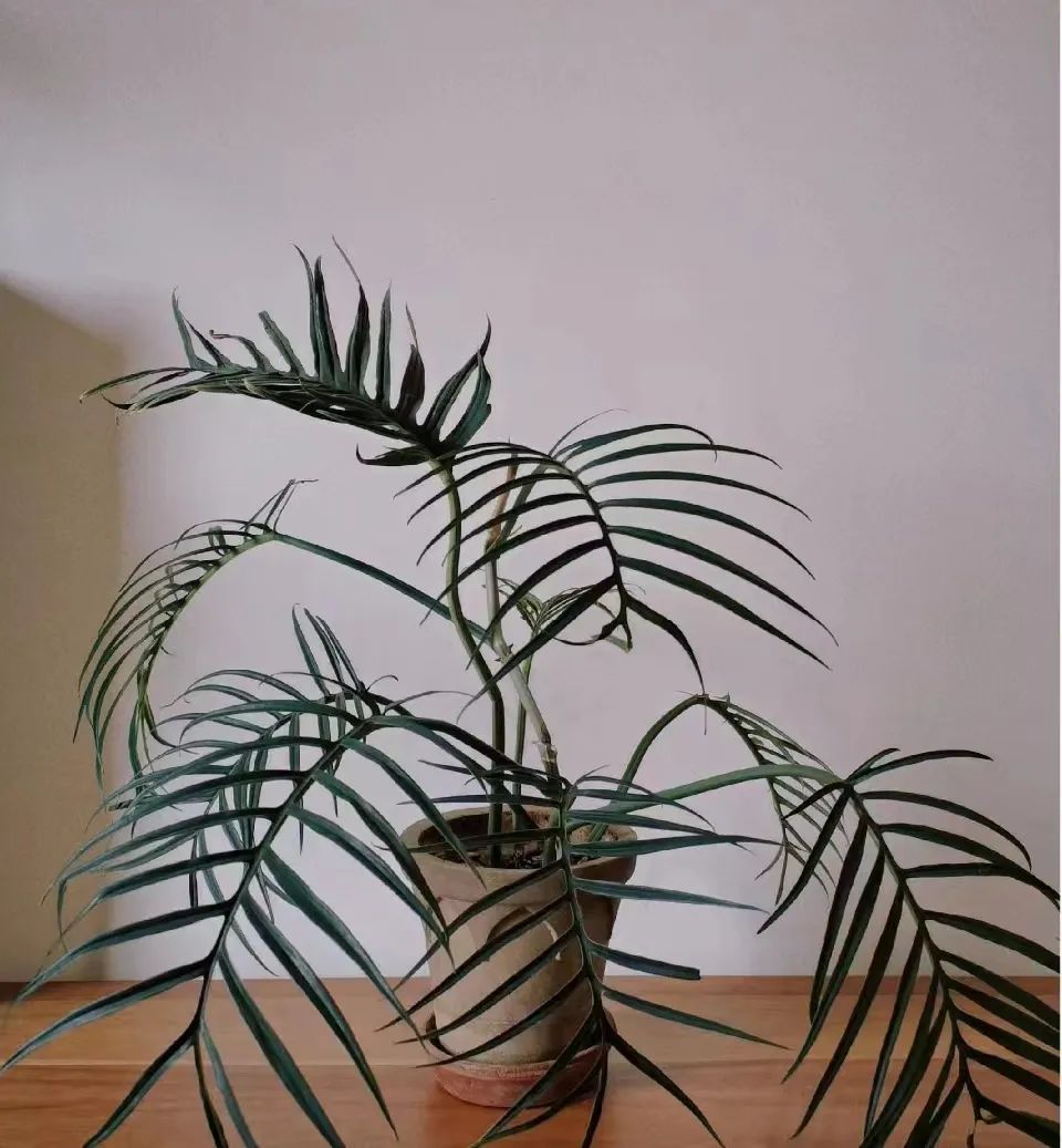 盘点24个常见蔓绿绒品种，叶色靓丽颜值高，总有一款撬动你的心！