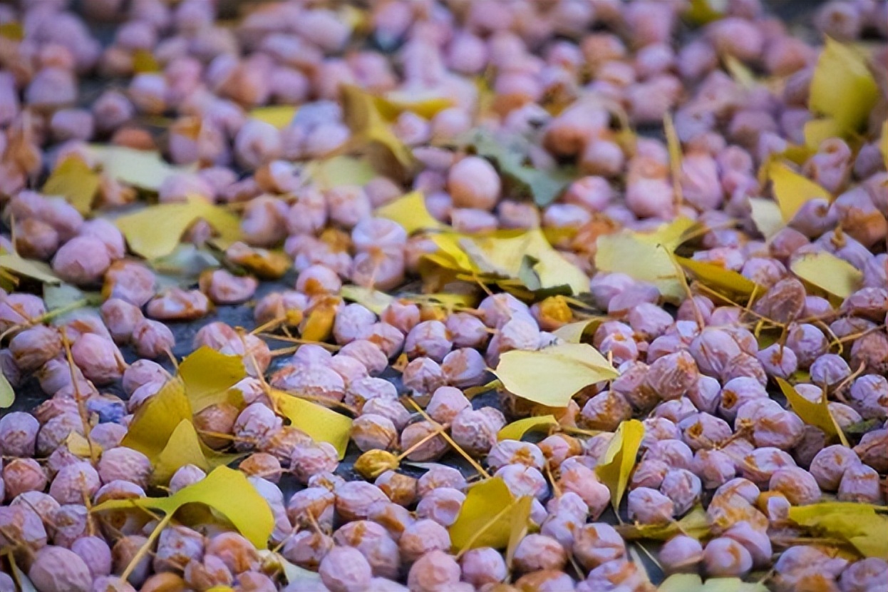 门前不栽树说法有什么讲究,五树进阳宅人穷家也败指哪五种树