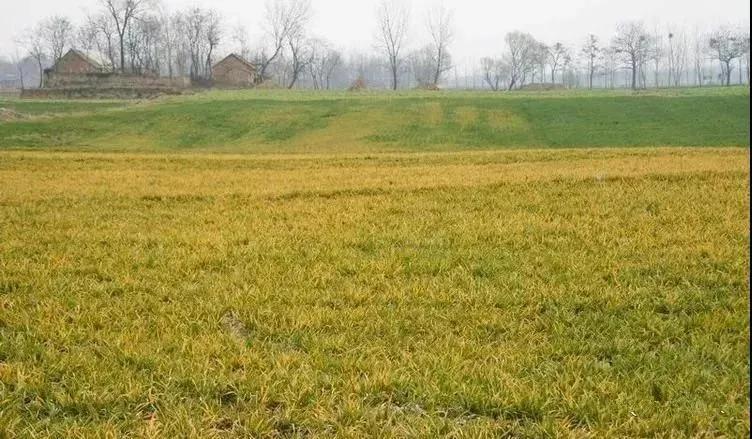 小麦打过防病毒病药后更黄怎么办,小麦预防病虫害多久打一次药