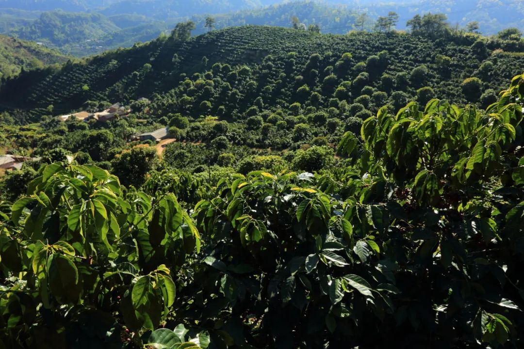 西双版纳和大理房价对比,西双版纳和海南的房价哪个好