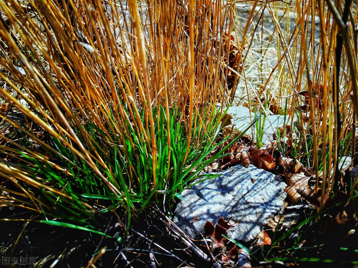 离离原上草一岁一枯荣的翻译,离离原上草一岁一枯荣诗句的意思