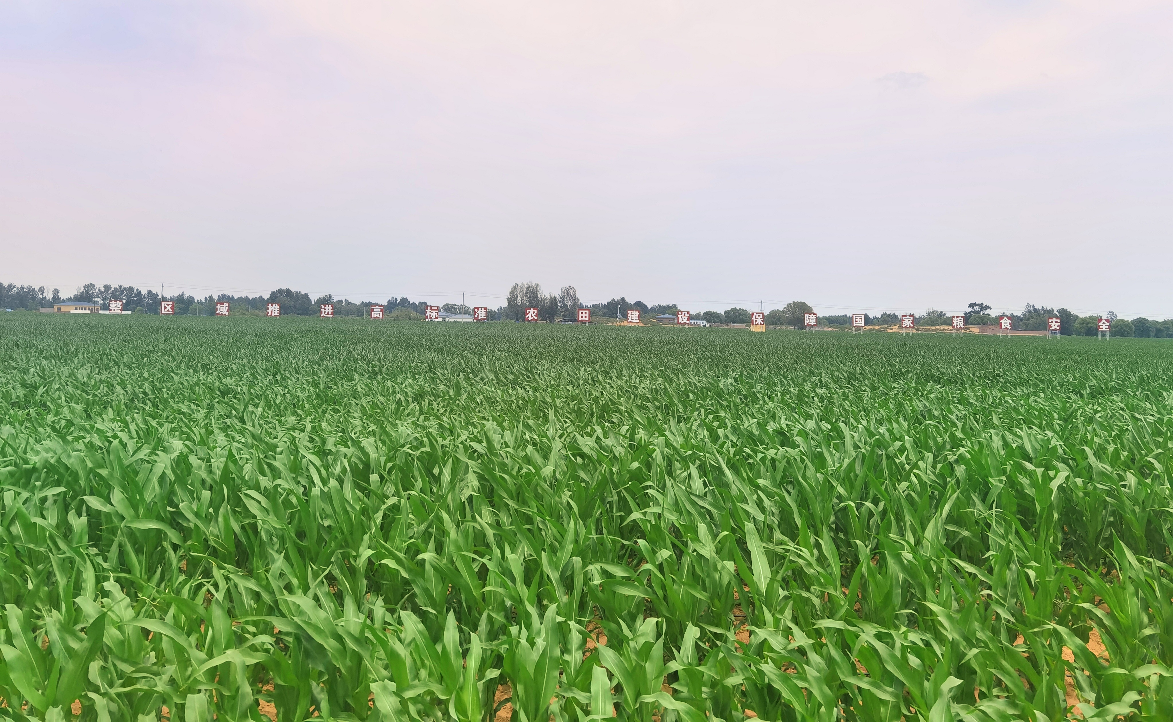 走进陕西大地种业第一农场，旱作节水项目尽显“科技范儿”