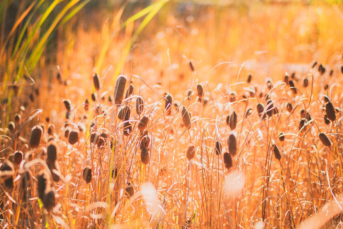 茅盾文学奖得主新作莫言盛赞,茅盾文学奖作品人世间有感