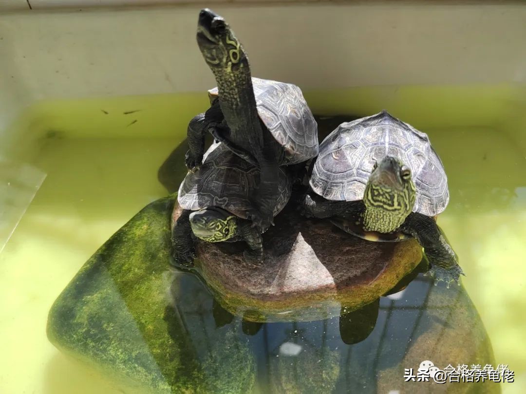 当你第一次养龟,养龟的尽头是什么