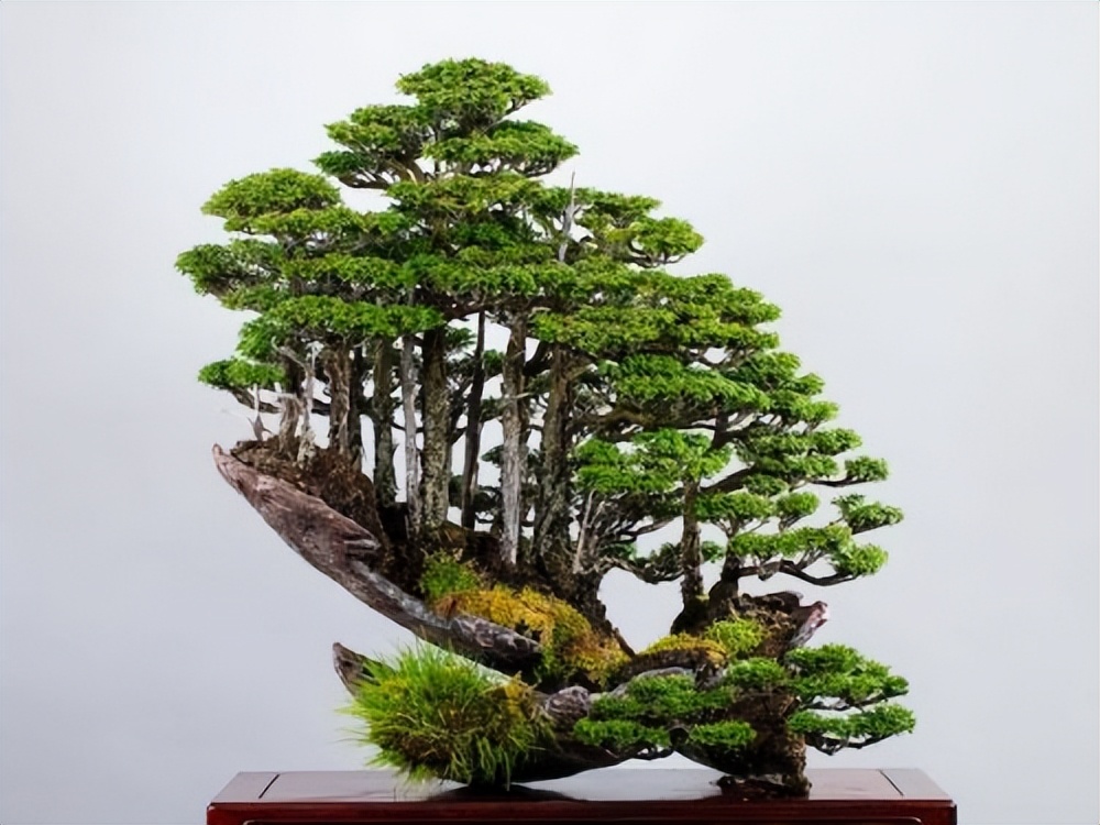 盆景师证报考条件,盆景工证怎么考