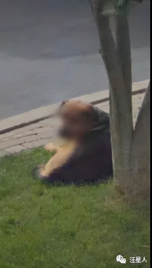 谷歌地图六条腿的狗,谷歌地图上发现的狗