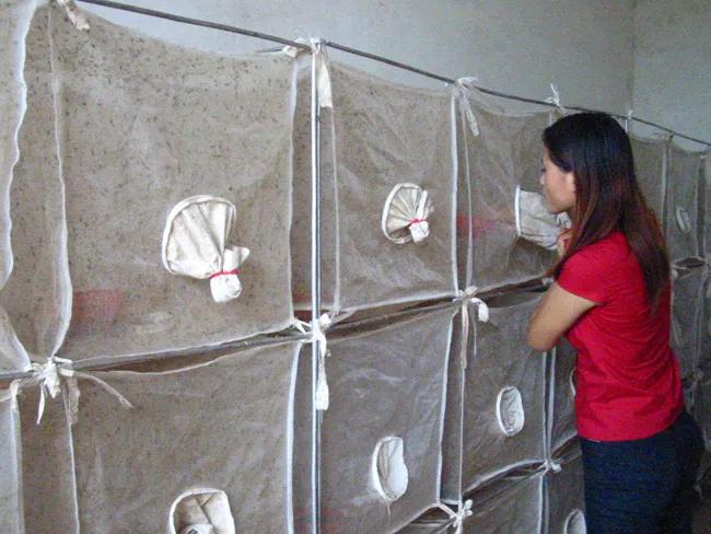 养苍蝇年入百万，养蝇姑娘了不起