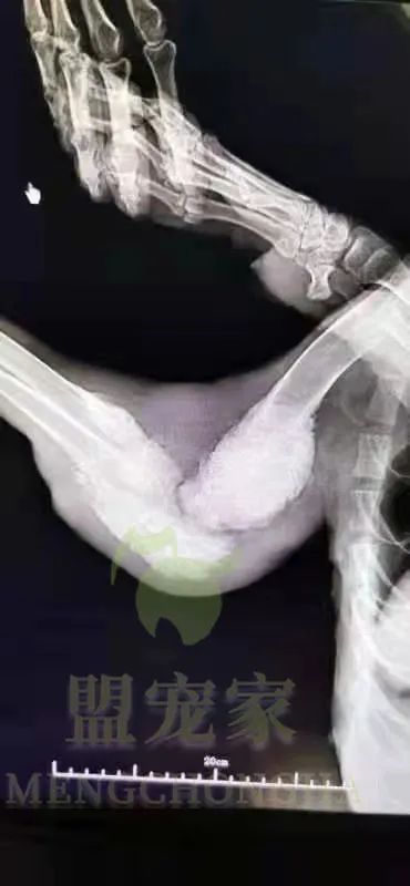 德牧骨癌,流浪德牧被打裂鼻骨跑进医院求助