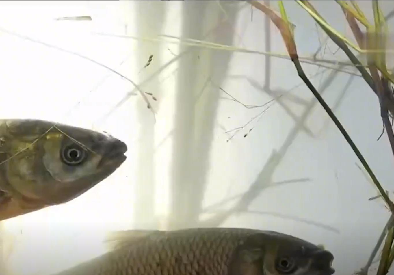 男子养殖螃蟹,男子养4个龙虾致富