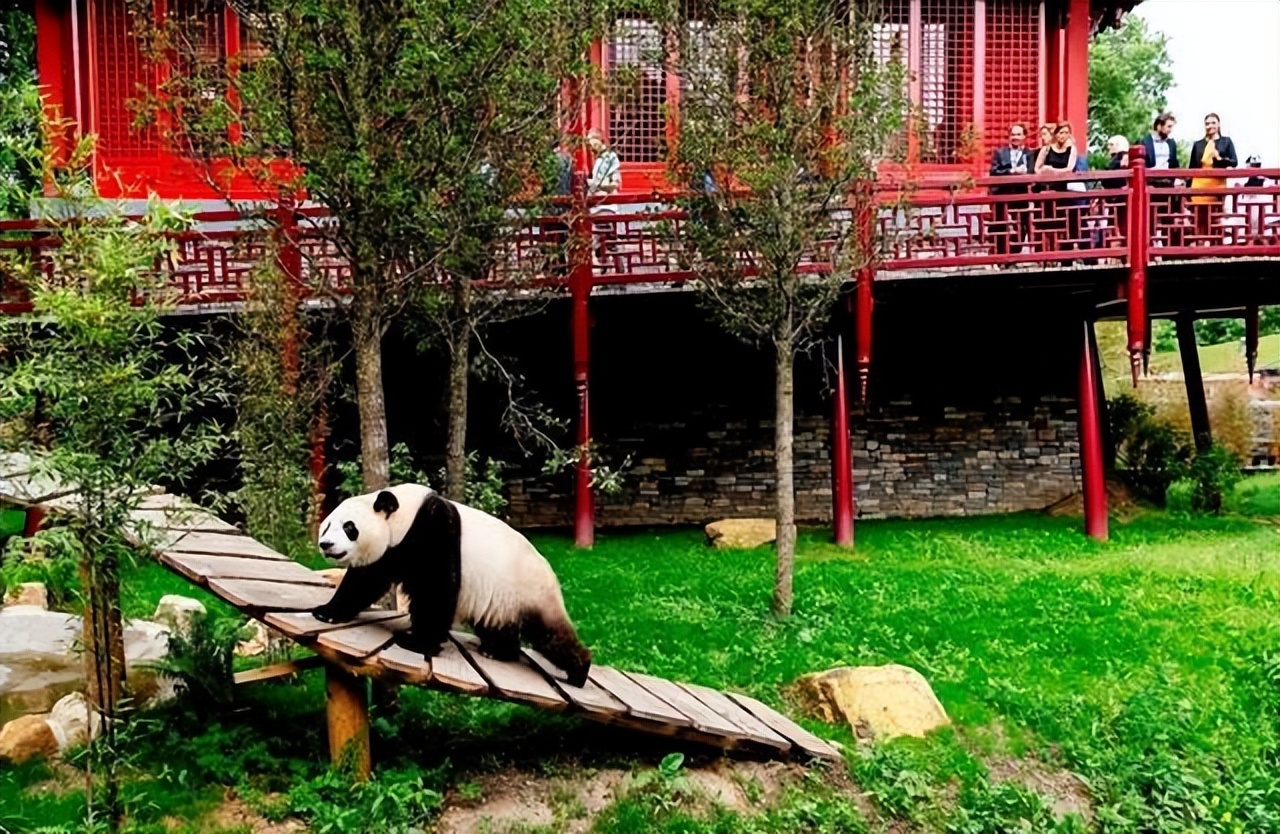 大熊猫假熊猫,山寨熊猫印度