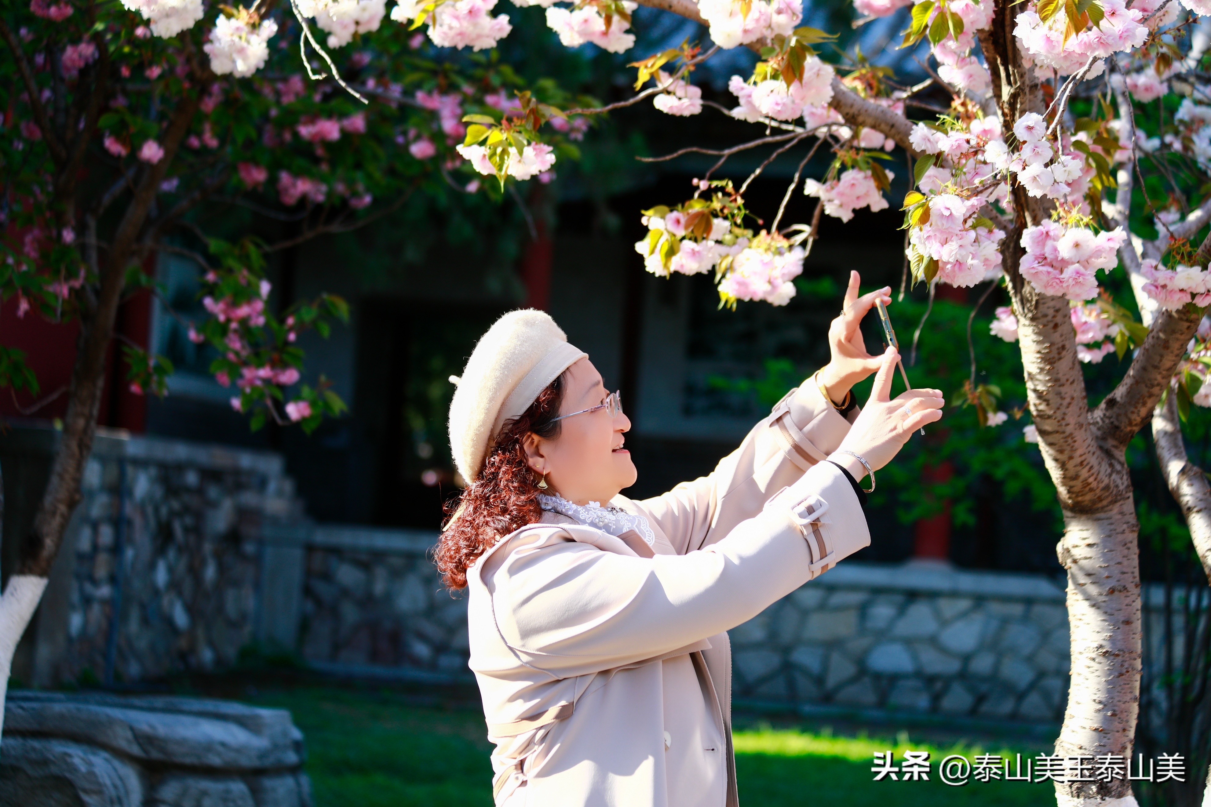 山亭寺沟樱花,定山溪樱花