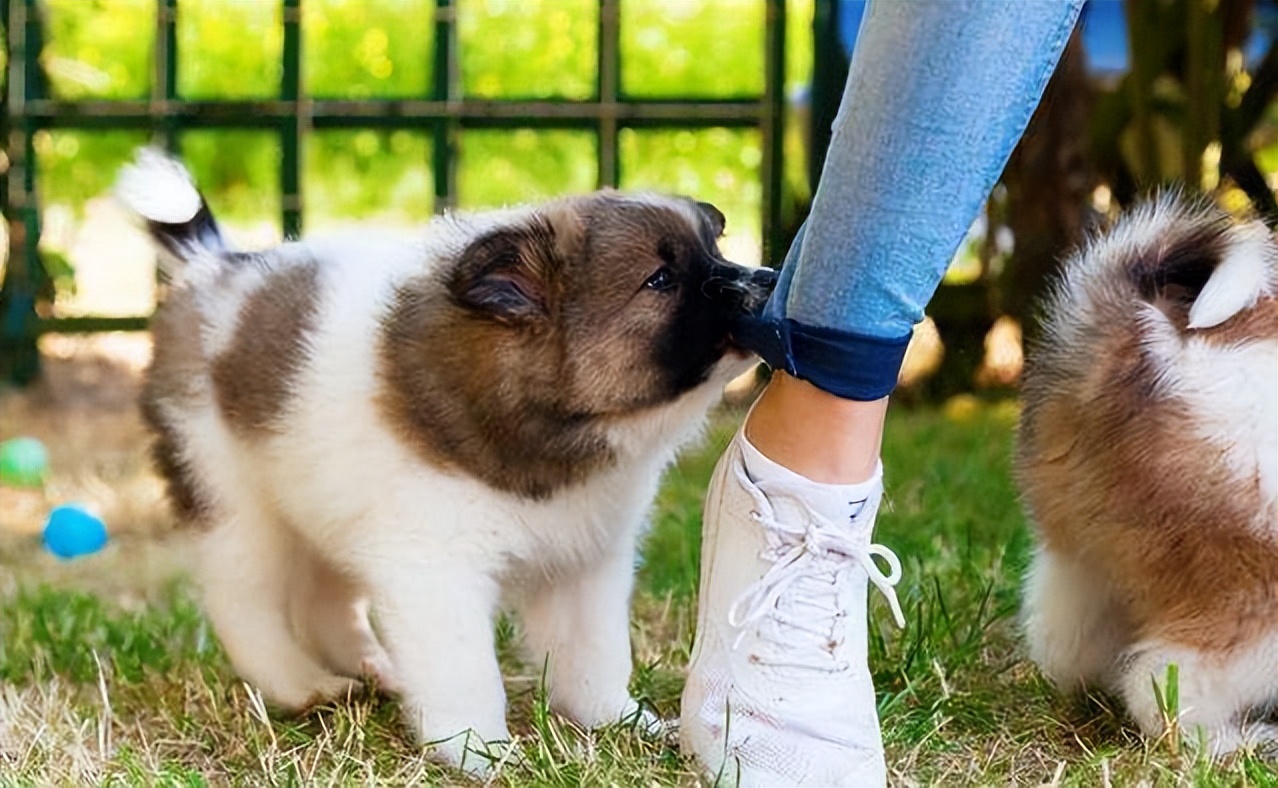 狗狗母亲,狗狗有什么表现把你当主人