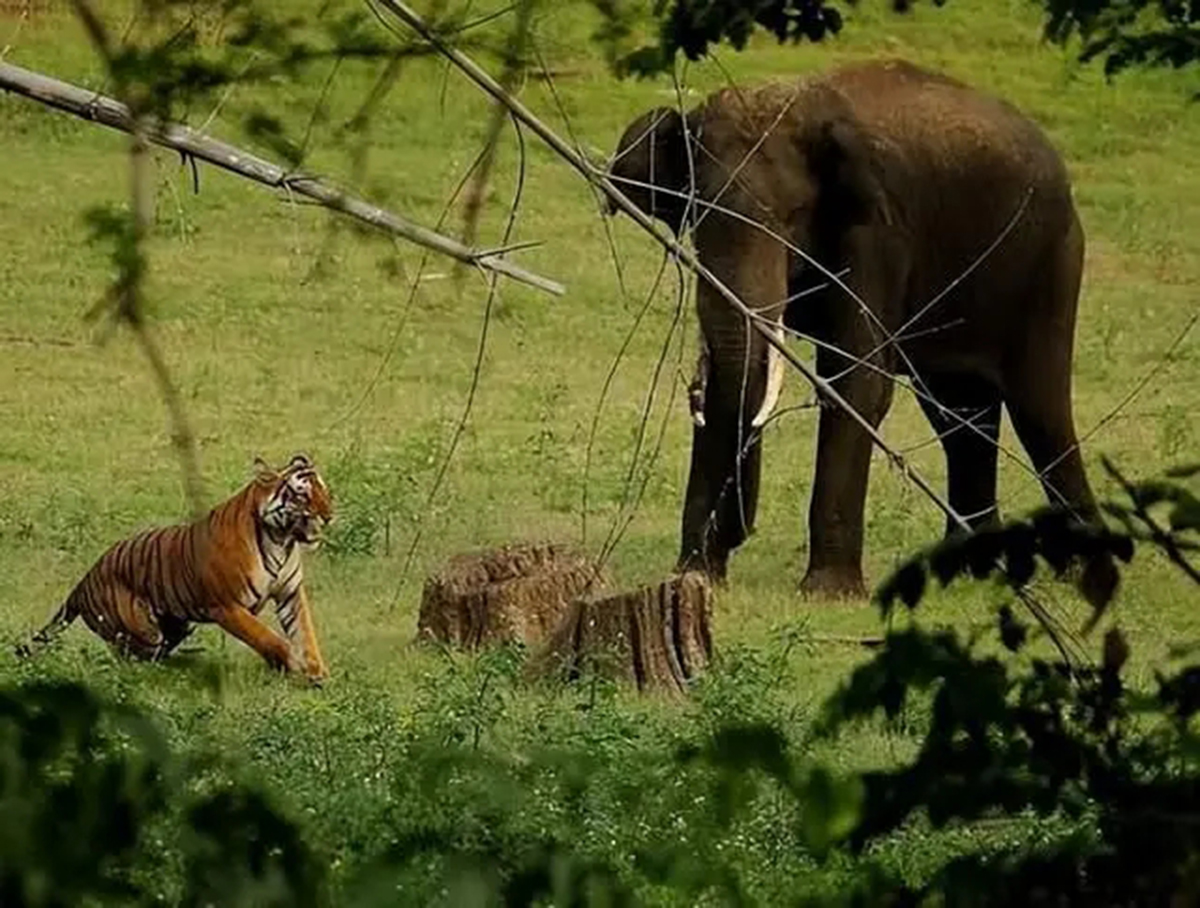 老虎单枪匹马能打过大象吗,五头老虎能打过一只大象吗