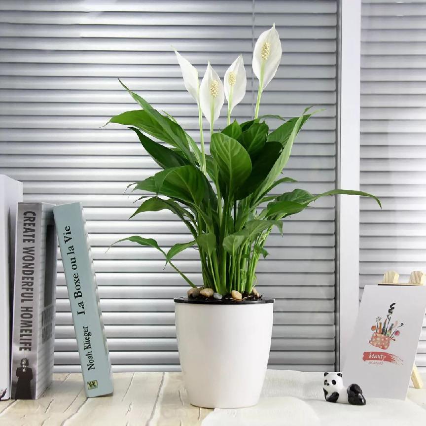 一帆风顺叶子发黄是什么原因,一帆风顺叶子有点发黄怎么办