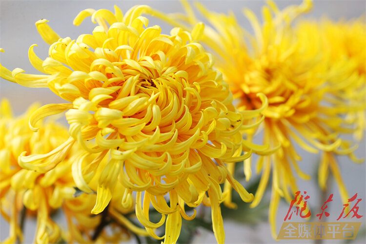 寒花已开尽菊蕊独盈枝的意思,寒花开已尽菊蕊独盈枝杜甫