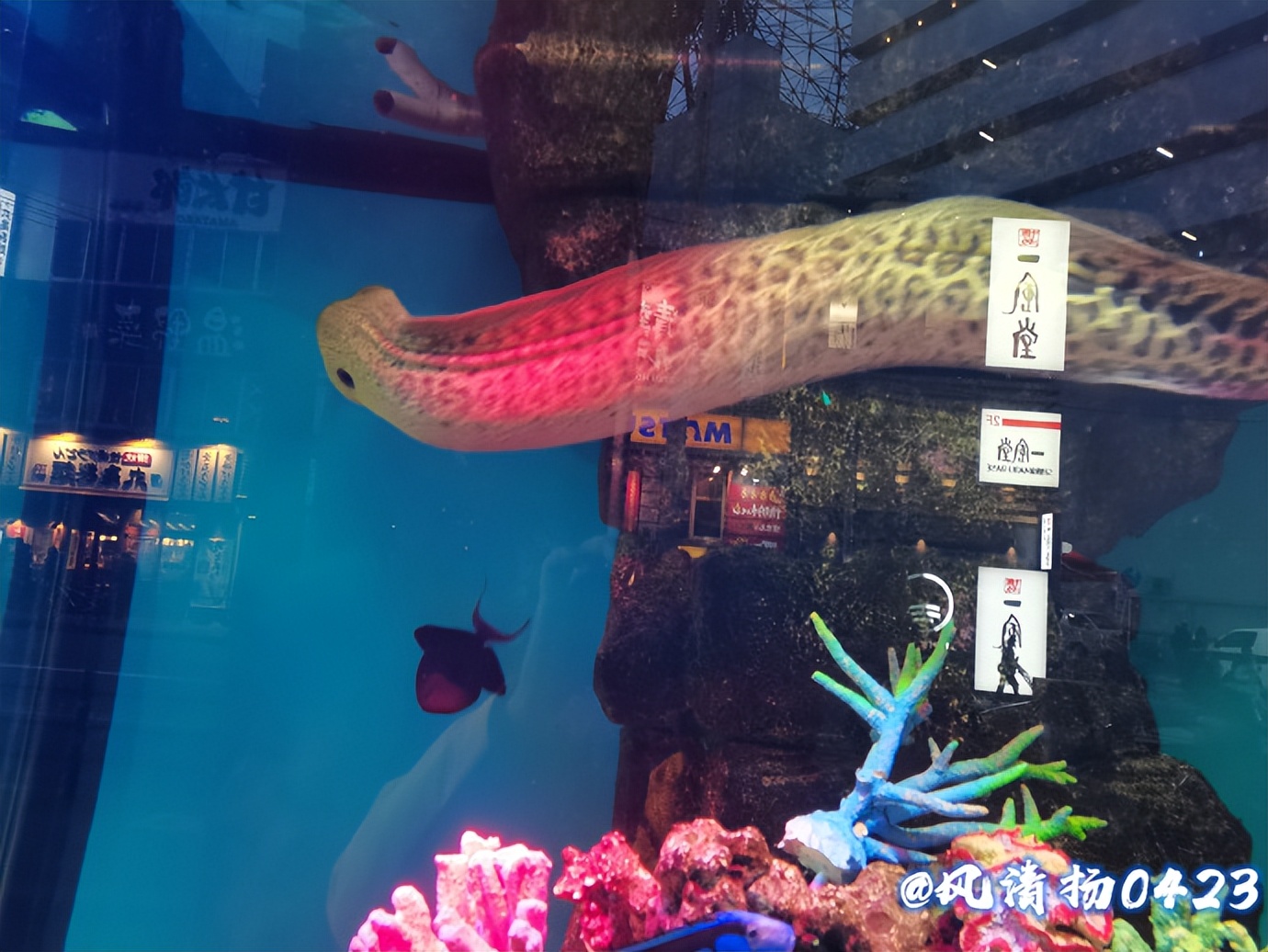 凶猛的海鳗（23——162）