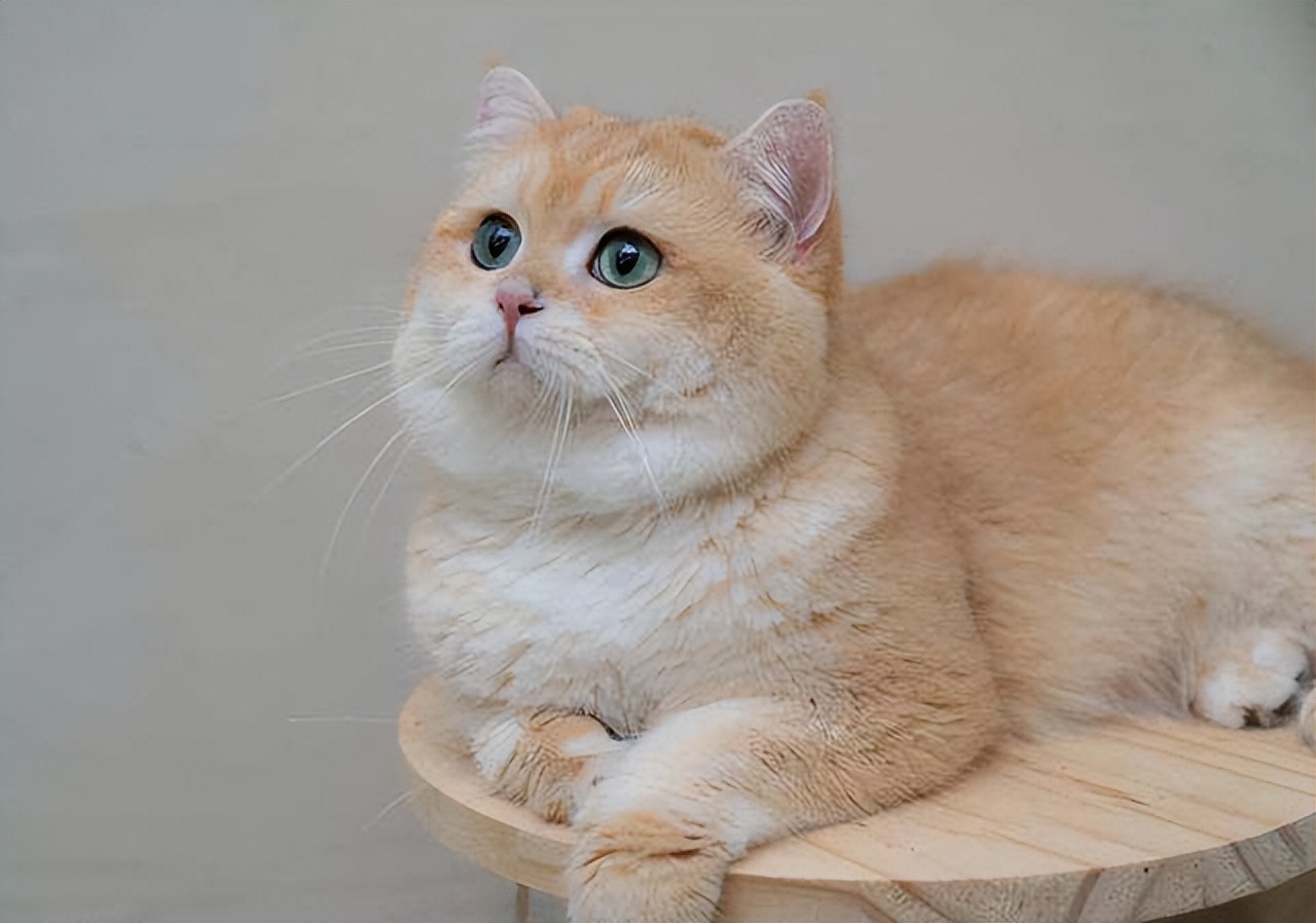 适合新手铲屎官养的6种猫咪,铲屎官需要知道的猫咪行为