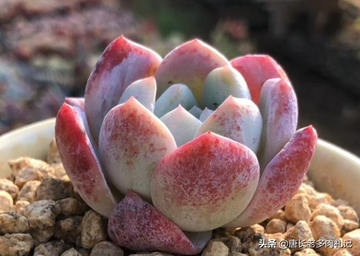 多肉嫦娥，本身是很优秀的品种，但奈何现在以冒充橙梦露为生