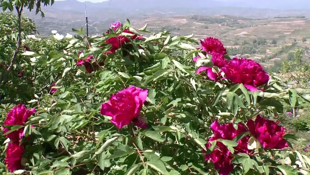 龙泉山庄好景色,陇西碧岩龙泉山庄
