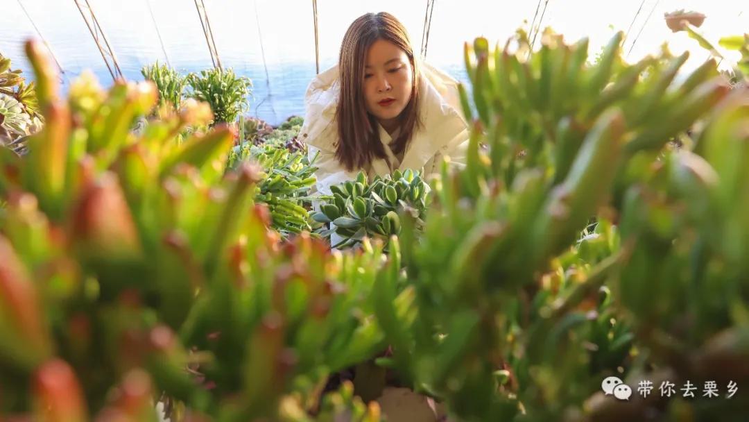 卖萌经济的生意经,卖萌生意的利润