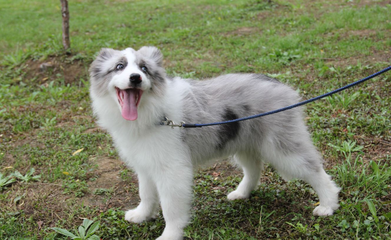 为啥边牧有小心思,边牧想吃东西的小心思