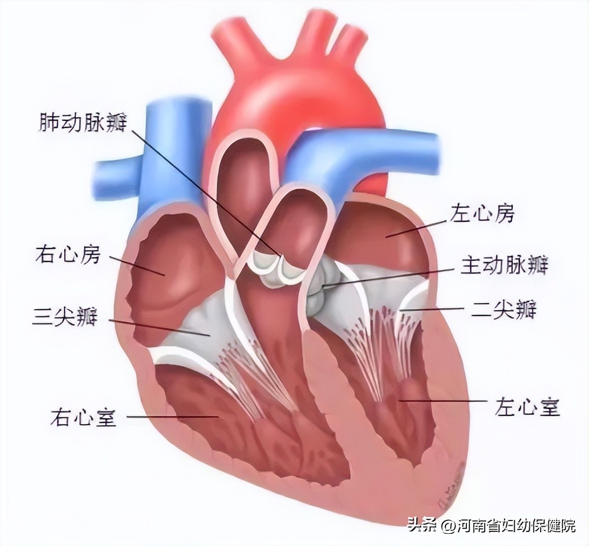 带你了解胚胎发育,带你了解孩子的心理问题