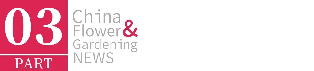 直播间四万人同时在线，企业年销售额过亿，多肉还能再火十年吗？