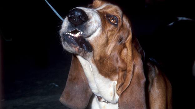 狗狗患上狂犬病的六种表现,狗狗出现什么症状说明是狂犬病