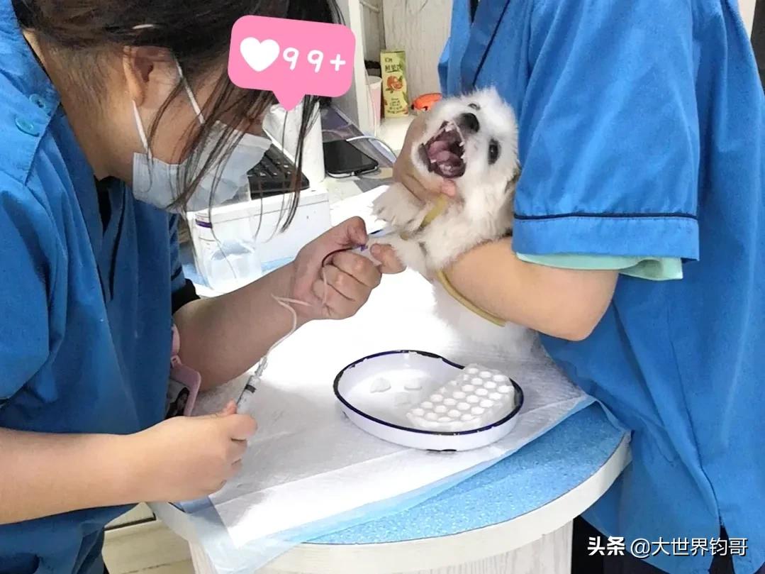 法斗幼犬得了细小治疗成功率多少,我家狗狗得了细小突然咬我一下